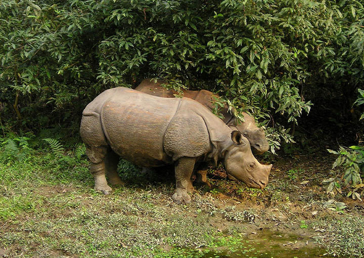 chitwan-national-park-tour